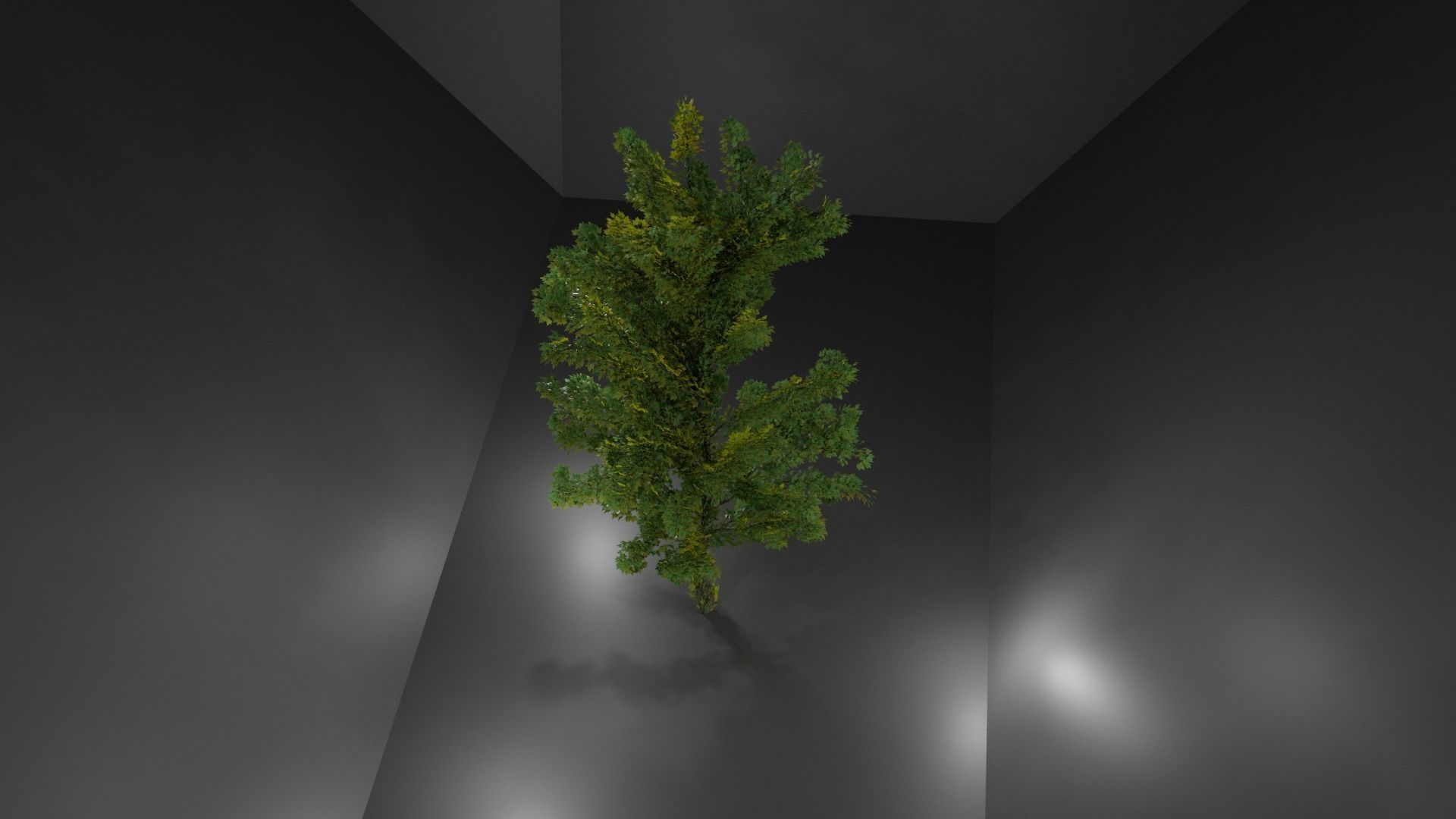 Maple Tree Free low-poly 3D model_3