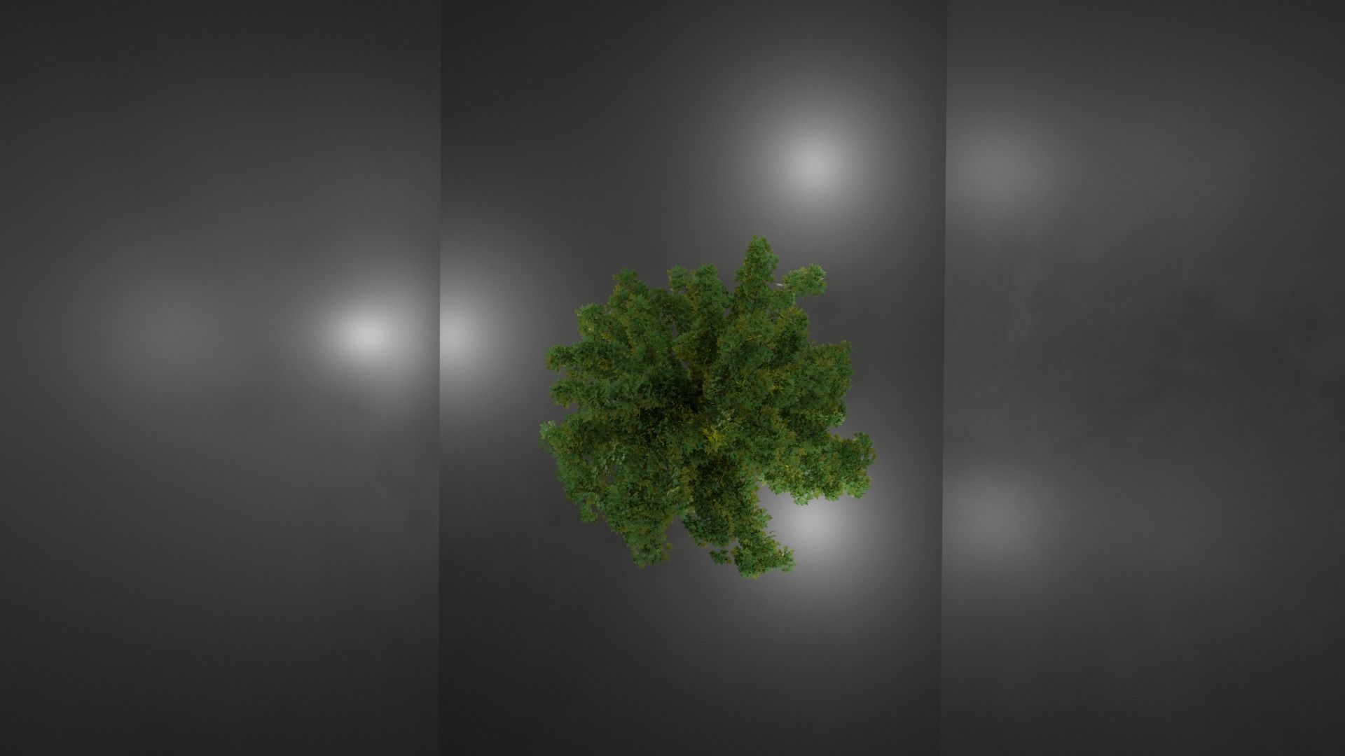 Maple Tree Free low-poly 3D model_2