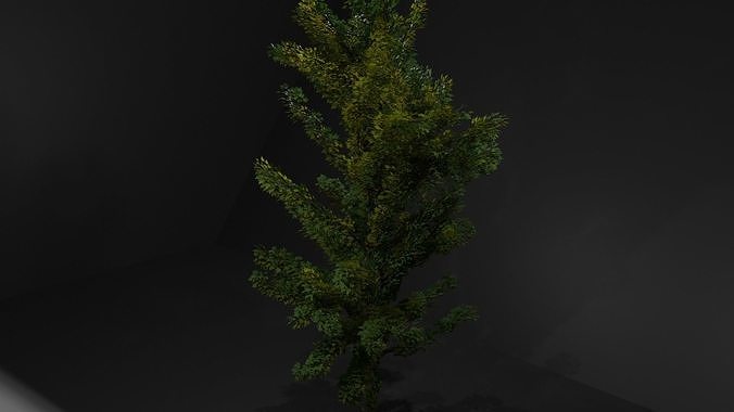 Maple Tree Free low-poly 3D model