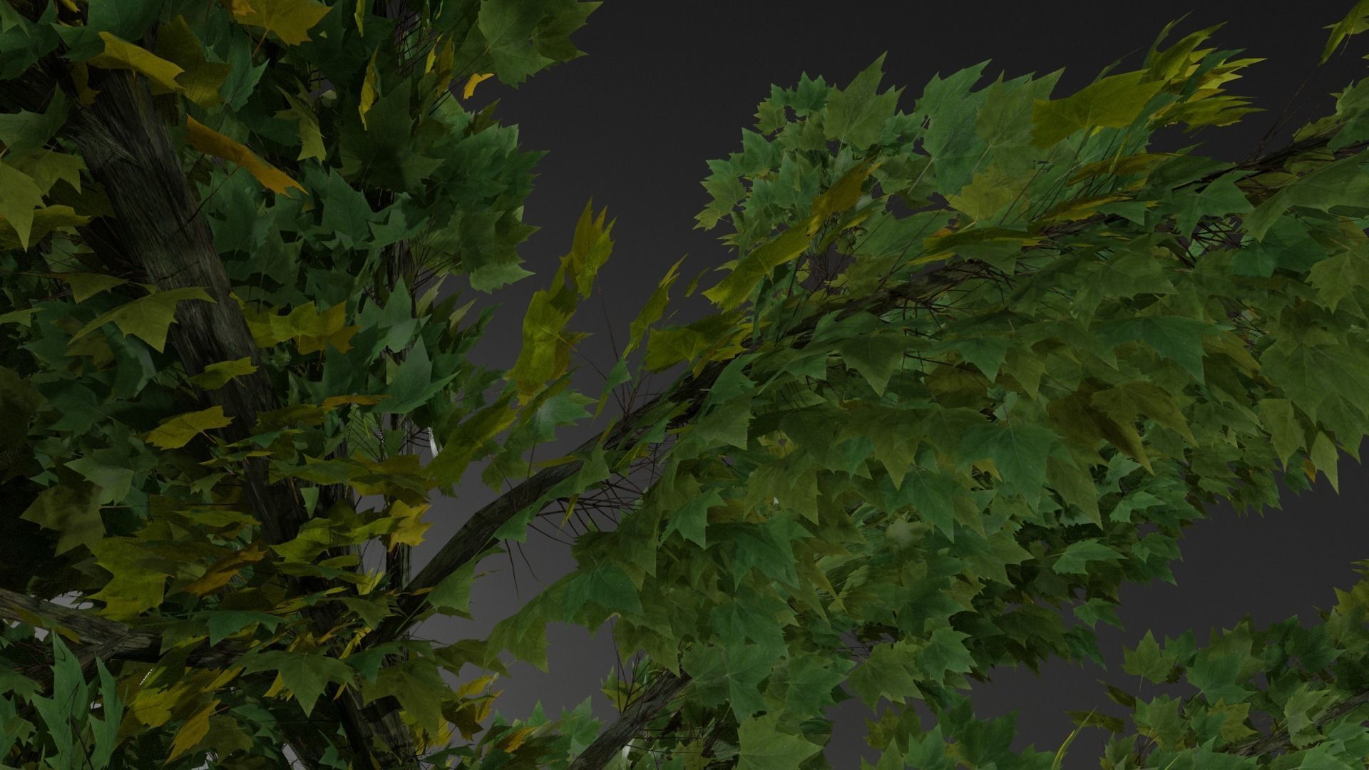 Maple Tree Free low-poly 3D model_4