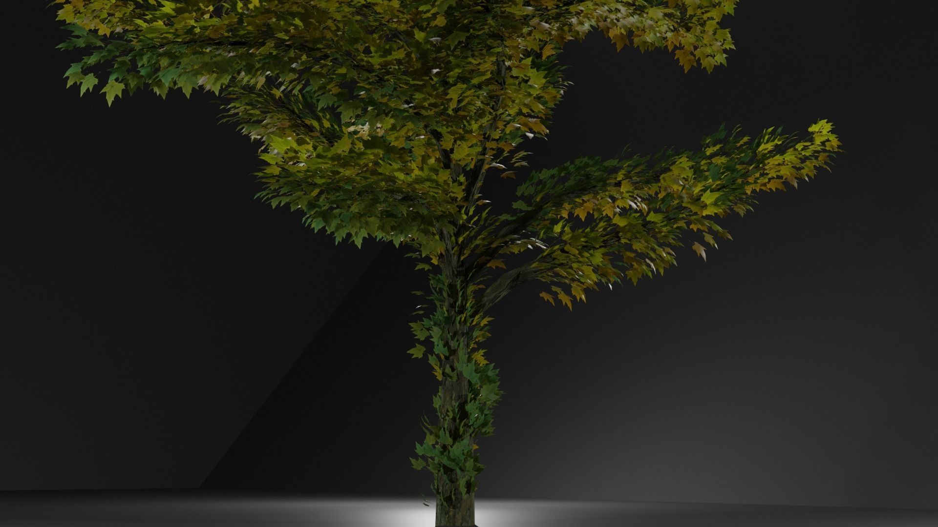 Maple Tree Free low-poly 3D model_1