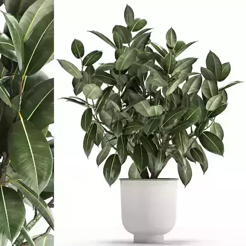 Ficus tree in a pot for the interior 864