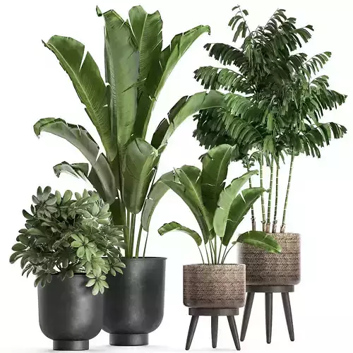 Plants in a Flowerpots for the interior 865