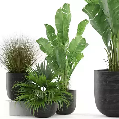 Plants collection 455