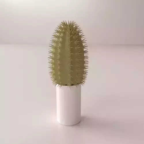 Cactus with spikes in pot