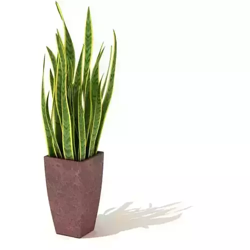 Potted Plant   Decorative