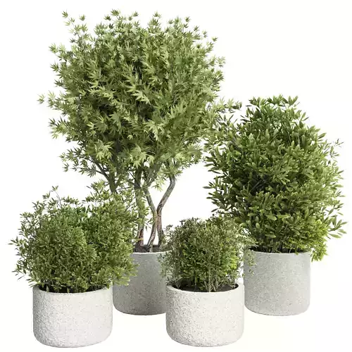 Collection Outdoor plant in concrete pot 15