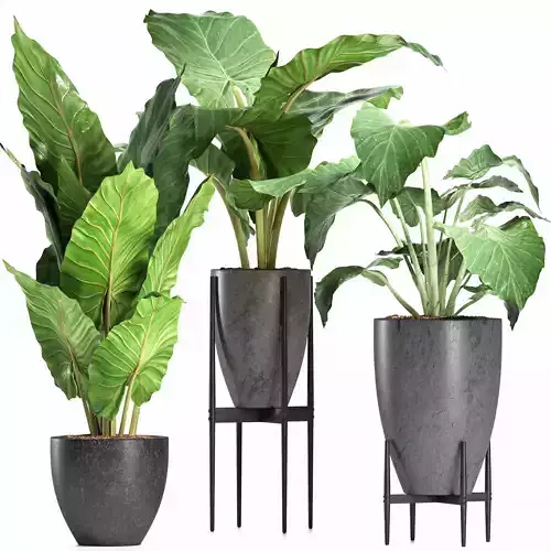 Plants Collection 210 Alocasias