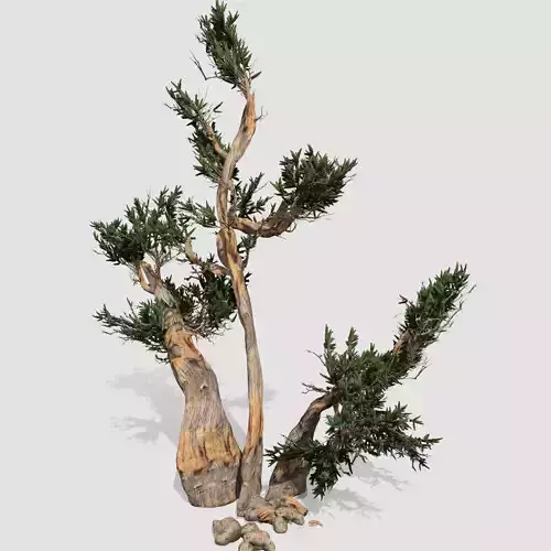 Bristlecone Pine tree collection 9 trees in the scene