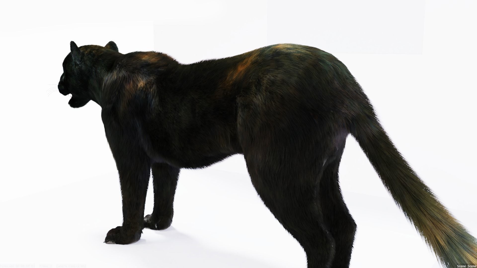 Realistic Fur Black Panther3D Model NO RIG Low-poly 3D model_4