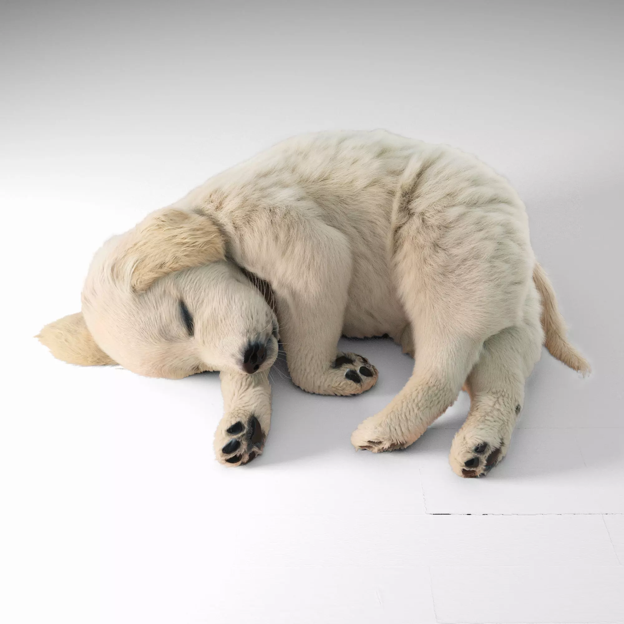 Golden Retriever sleeping dog puppy  3D model_0
