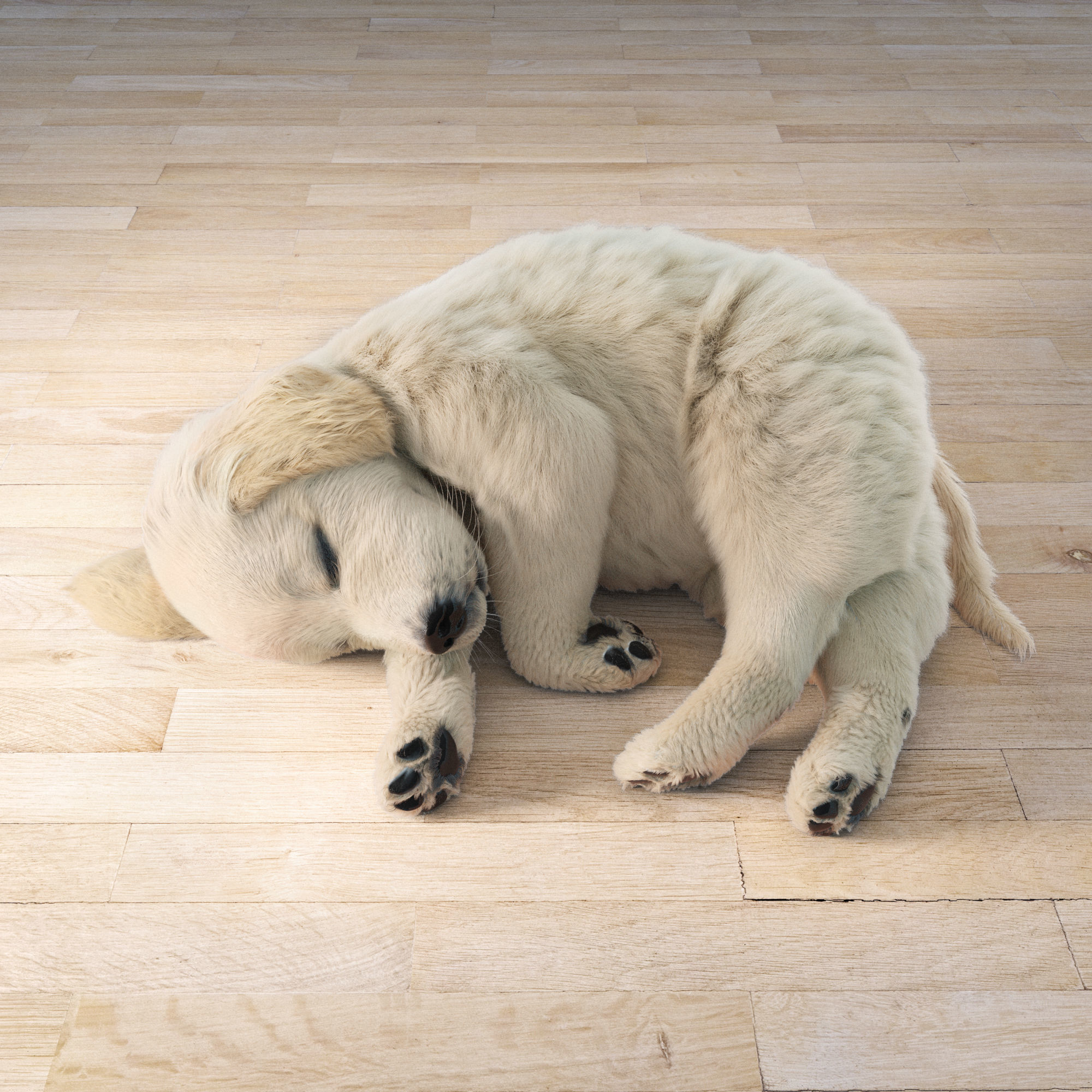 Golden Retriever sleeping dog puppy  3D model_1