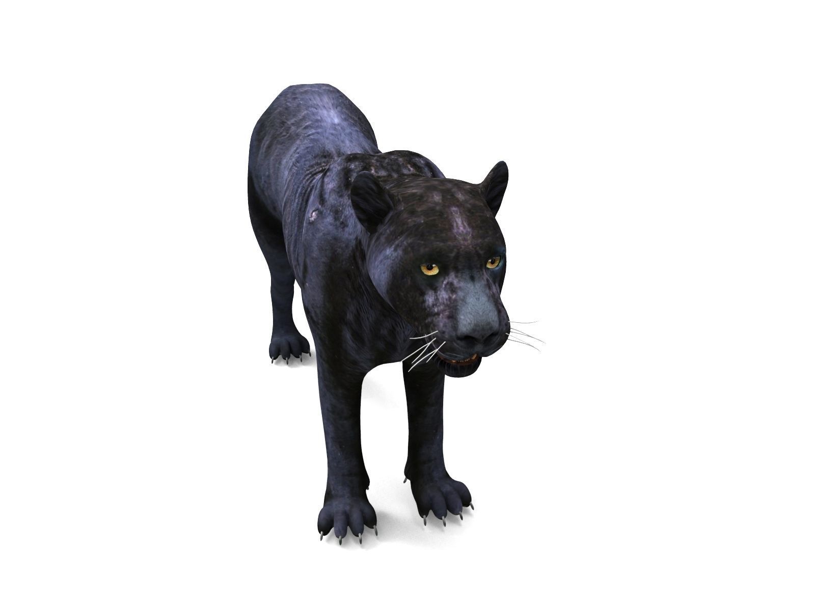 Realistic Fur Panther 02 3D Model NO RIG Low-poly 3D model_8