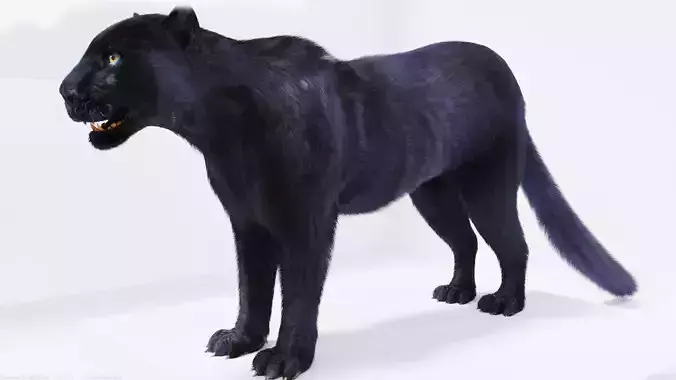 Realistic Fur Panther 02 3D Model NO RIG