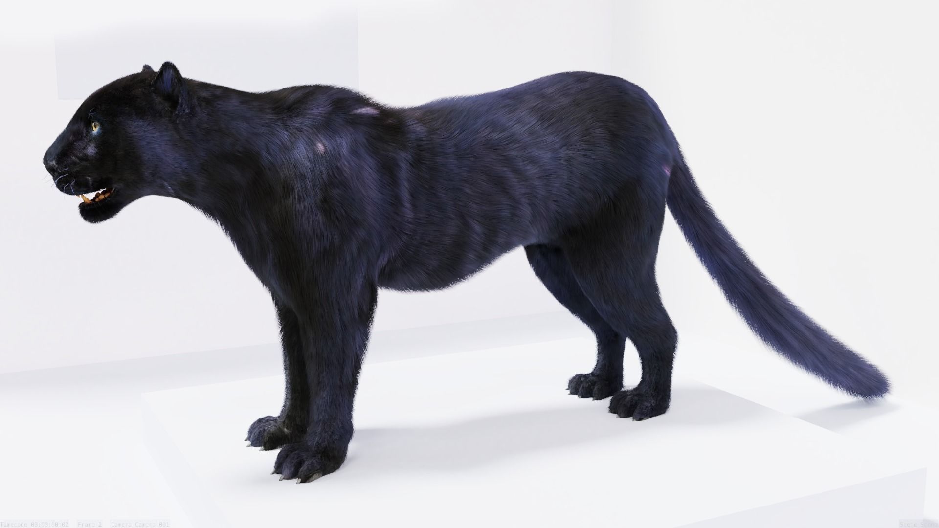 Realistic Fur Panther 02 3D Model NO RIG Low-poly 3D model_2