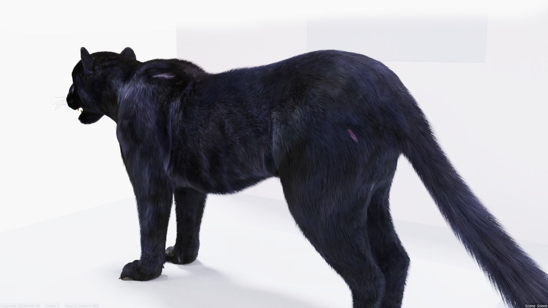 Realistic Fur Panther 02 3D Model NO RIG Low-poly 3D model_3