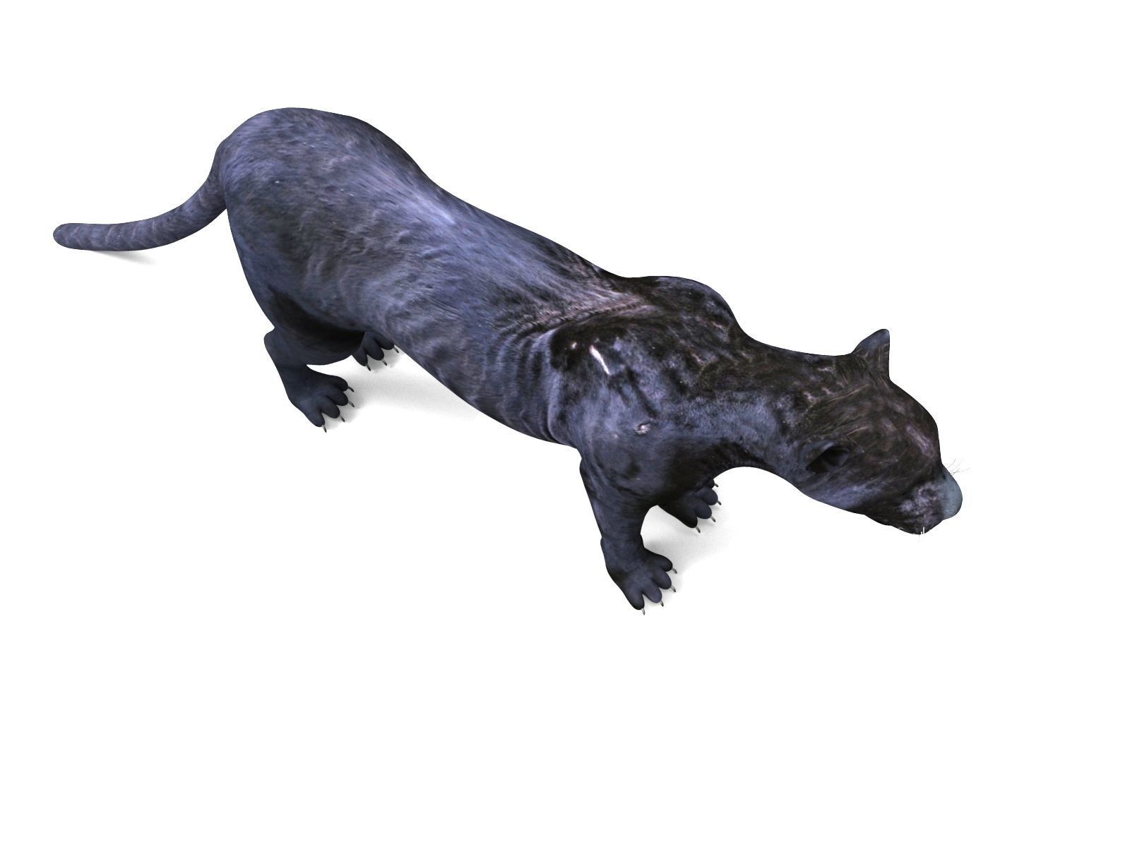 Realistic Fur Panther 02 3D Model NO RIG Low-poly 3D model_7