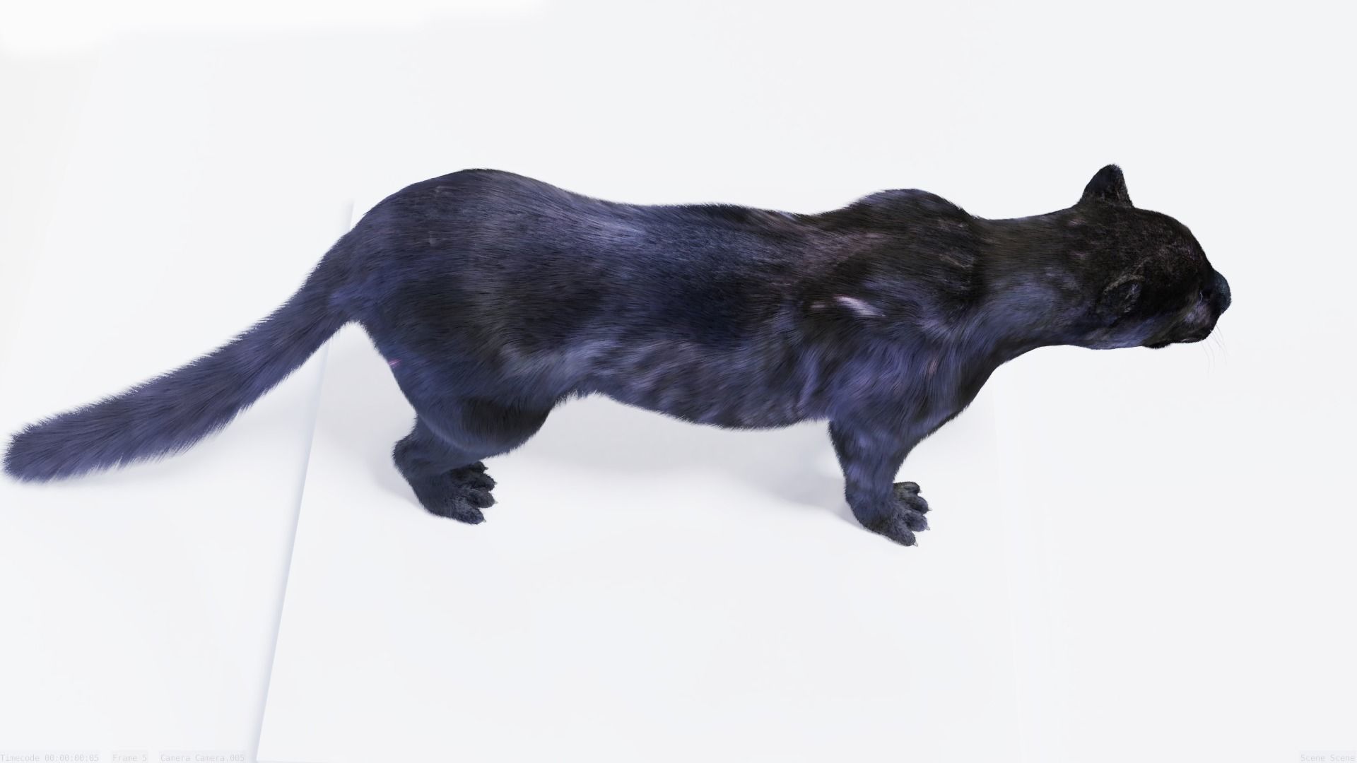 Realistic Fur Panther 02 3D Model NO RIG Low-poly 3D model_5