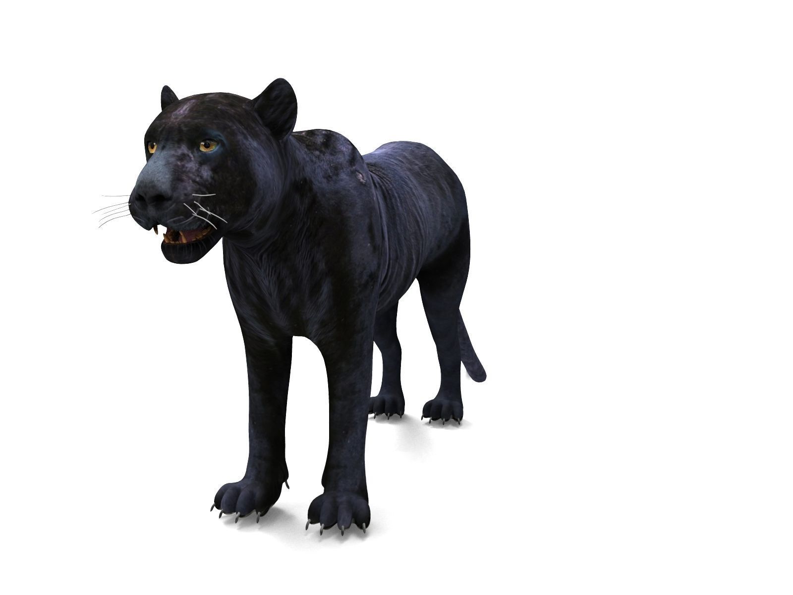 Realistic Fur Panther 02 3D Model NO RIG Low-poly 3D model_6