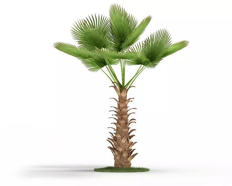 Chinese Windmill Palm Tree 3D model