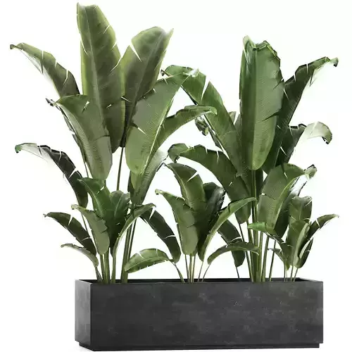 Banana bush in a pot for the interior 867