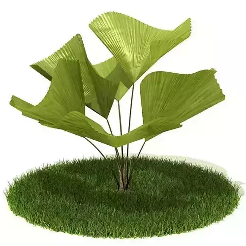 Green Fan Plant