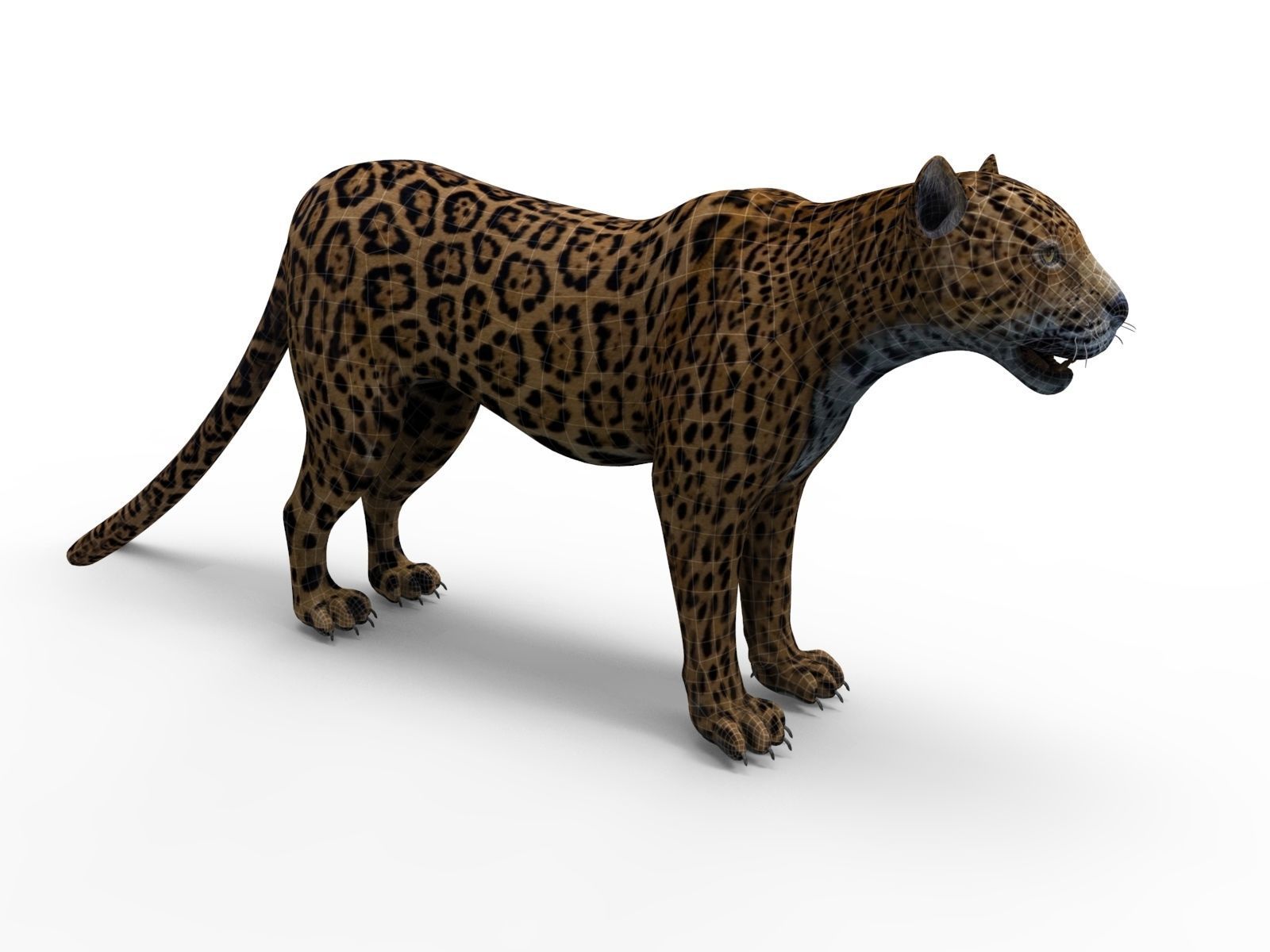 Realistic Fur Leopard 02 3D Model NO RIG Low-poly 3D model_15