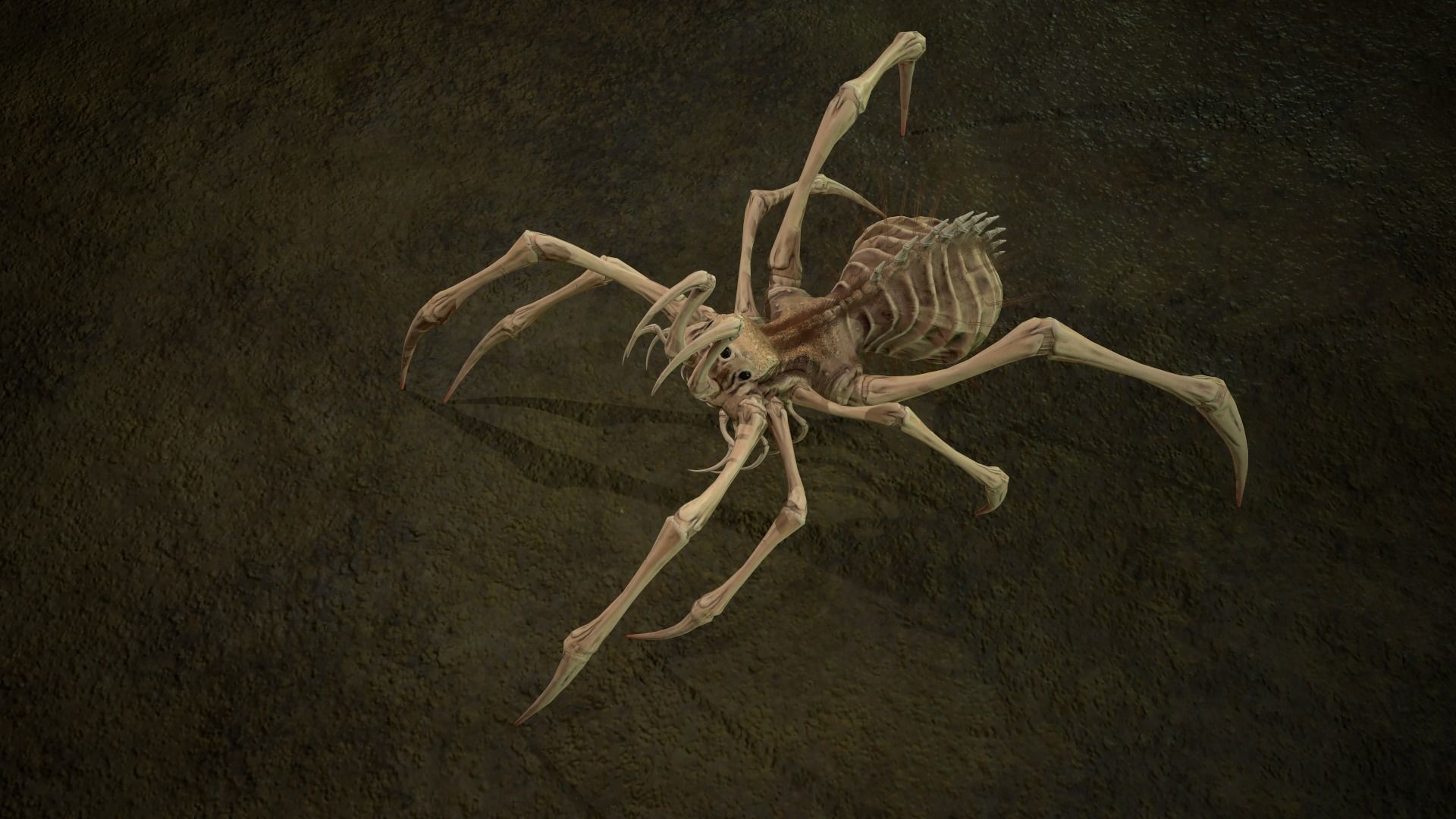 Spider 5 with long legs Low-poly 3D model_5