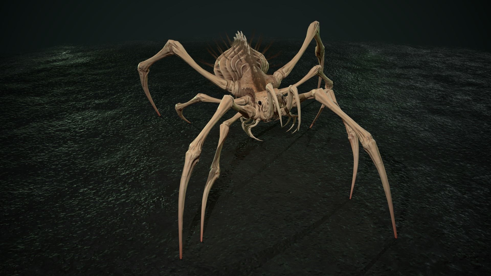 Spider 5 with long legs Low-poly 3D model_21