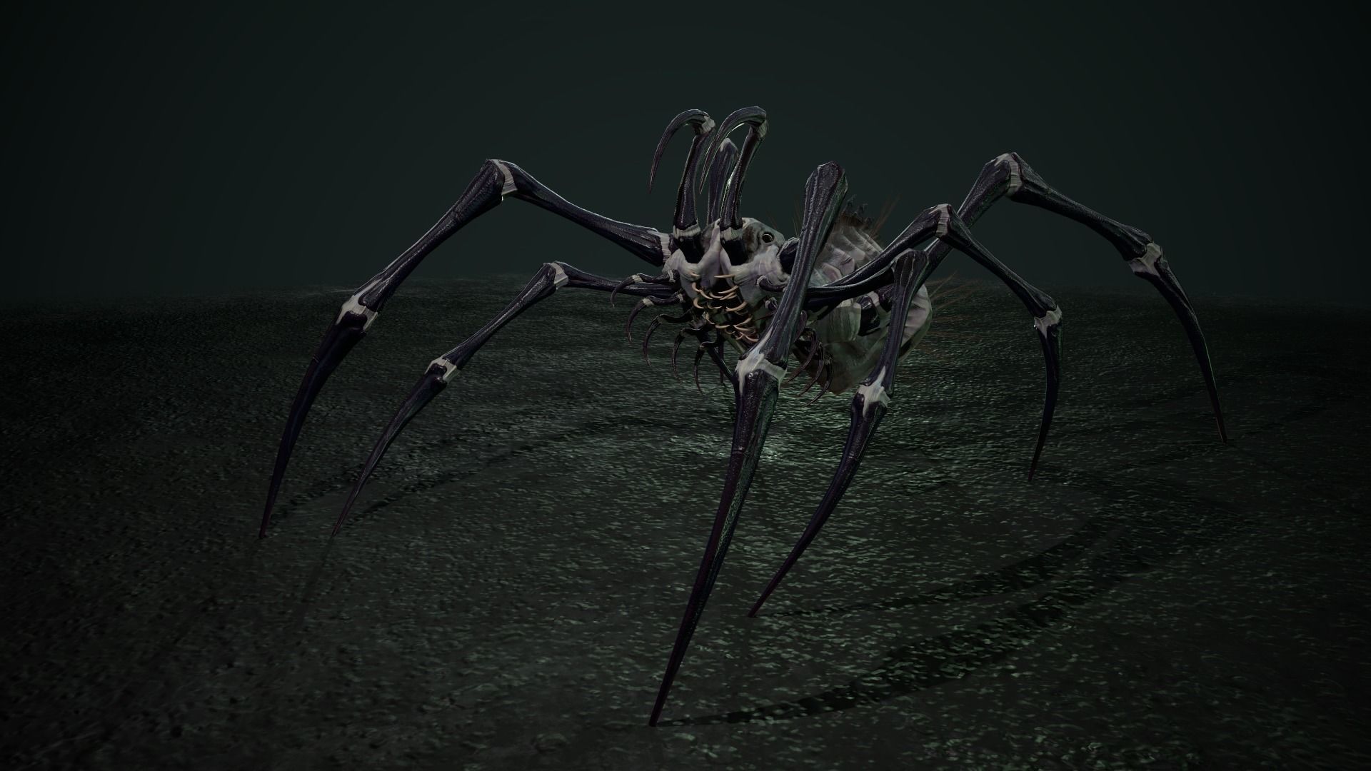 Spider 5 with long legs Low-poly 3D model_18