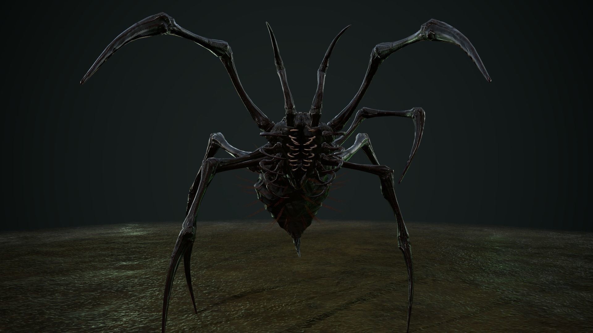 Spider 5 with long legs Low-poly 3D model_15