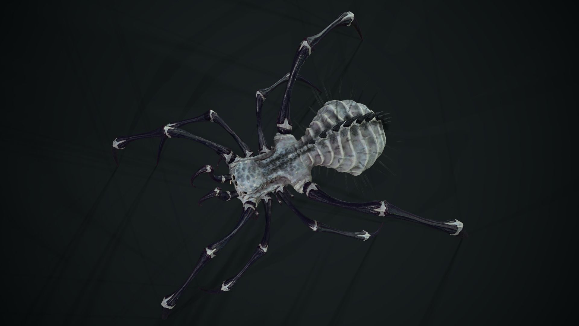 Spider 5 with long legs Low-poly 3D model_7