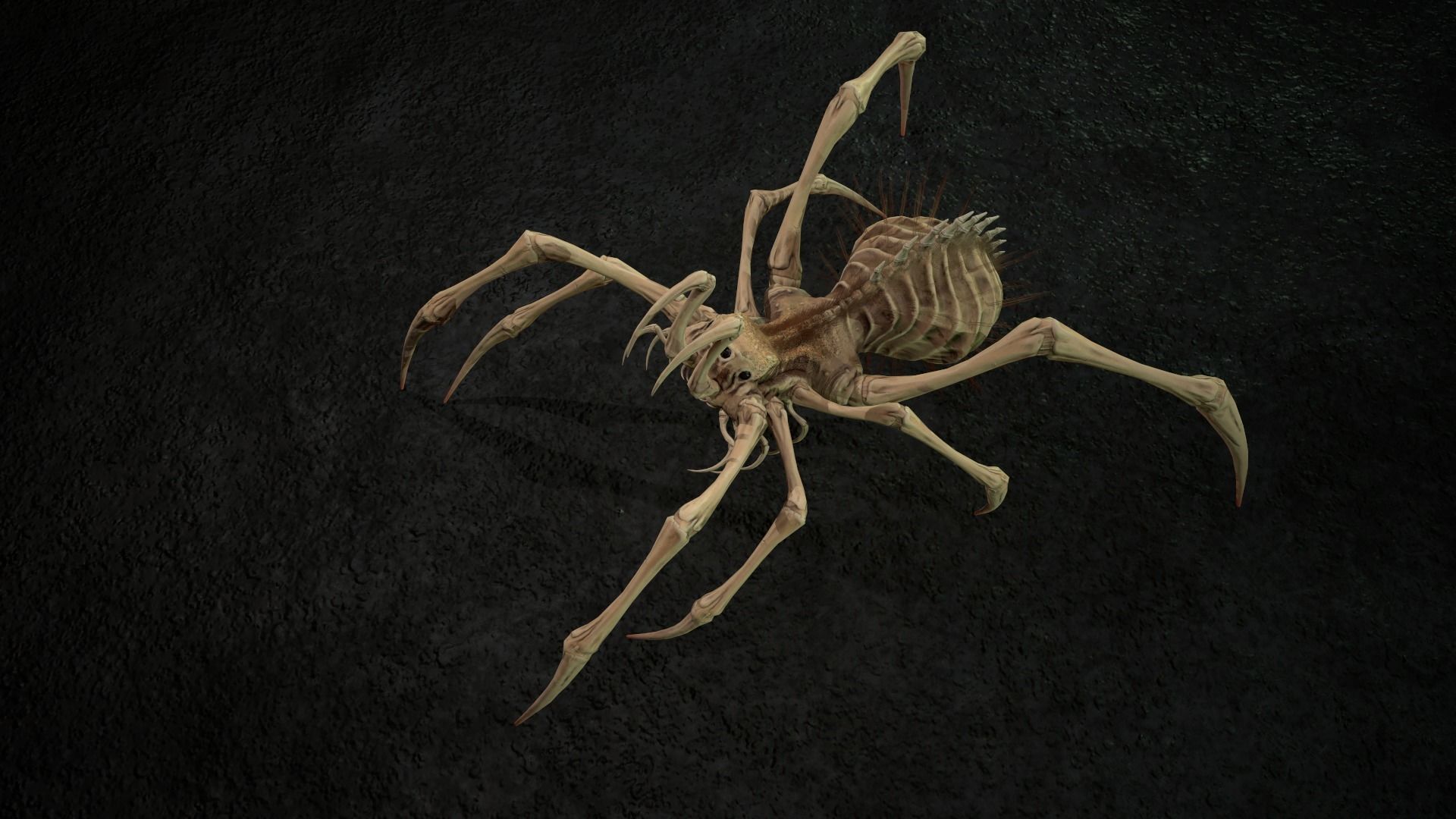 Spider 5 with long legs Low-poly 3D model_14