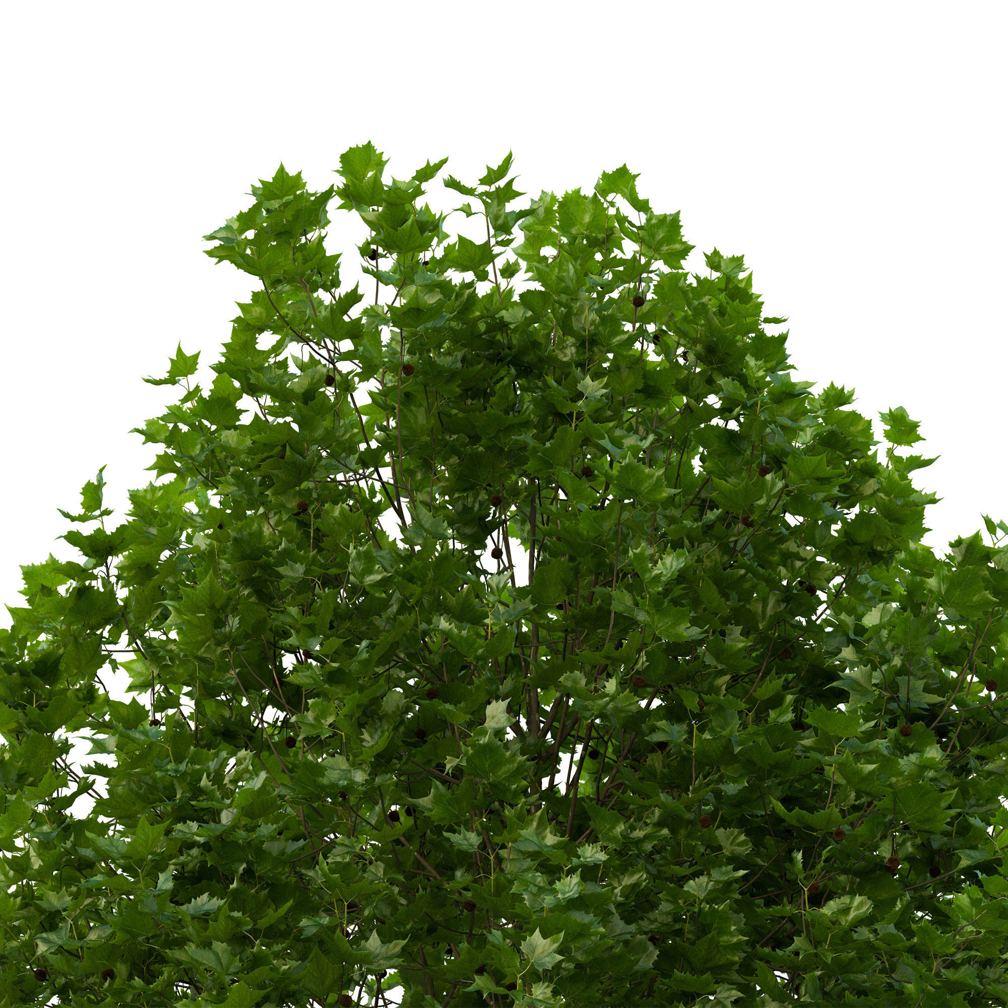 Platanus x hispanica 201SU V2 3D model_7