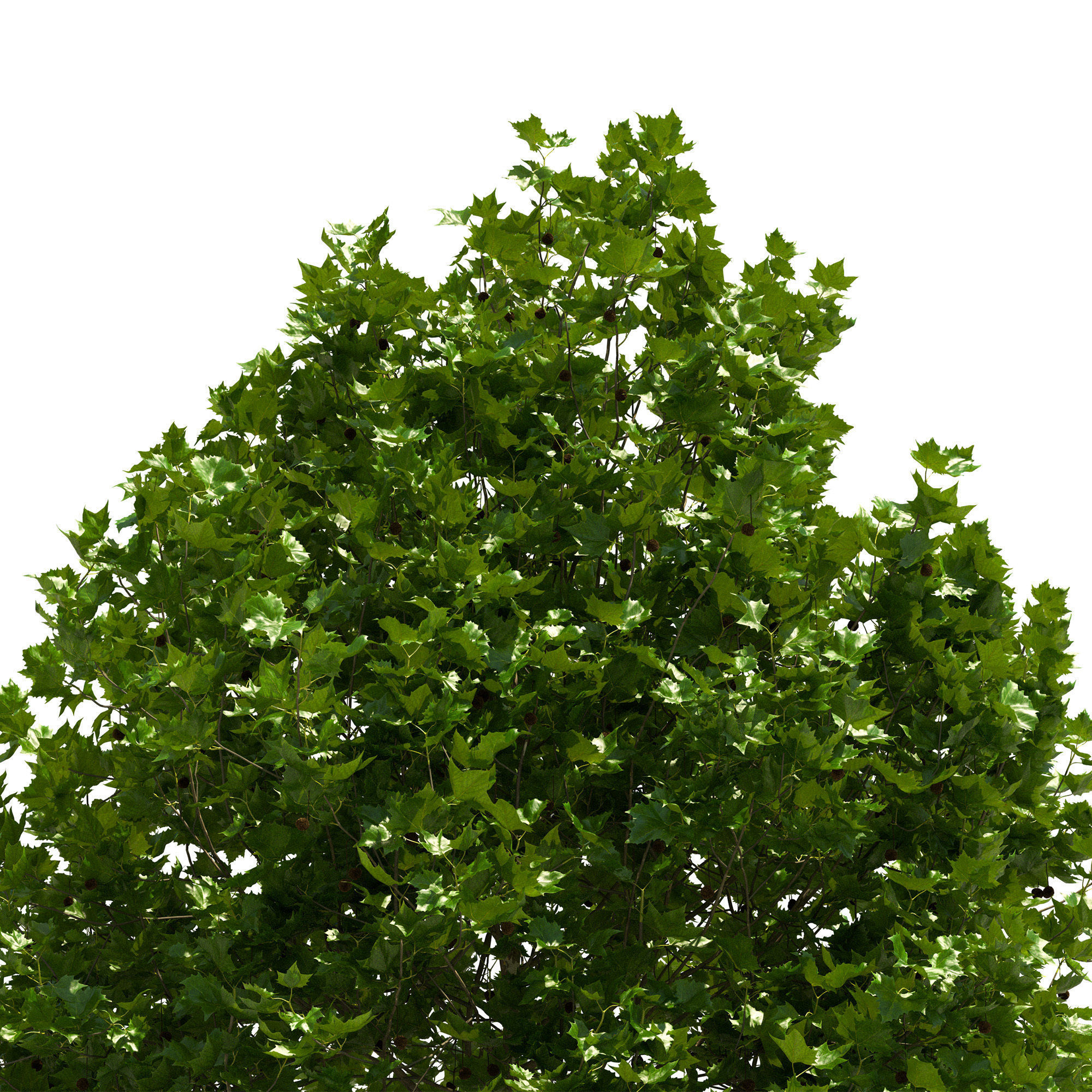 Platanus x hispanica 201SU V2 3D model_4