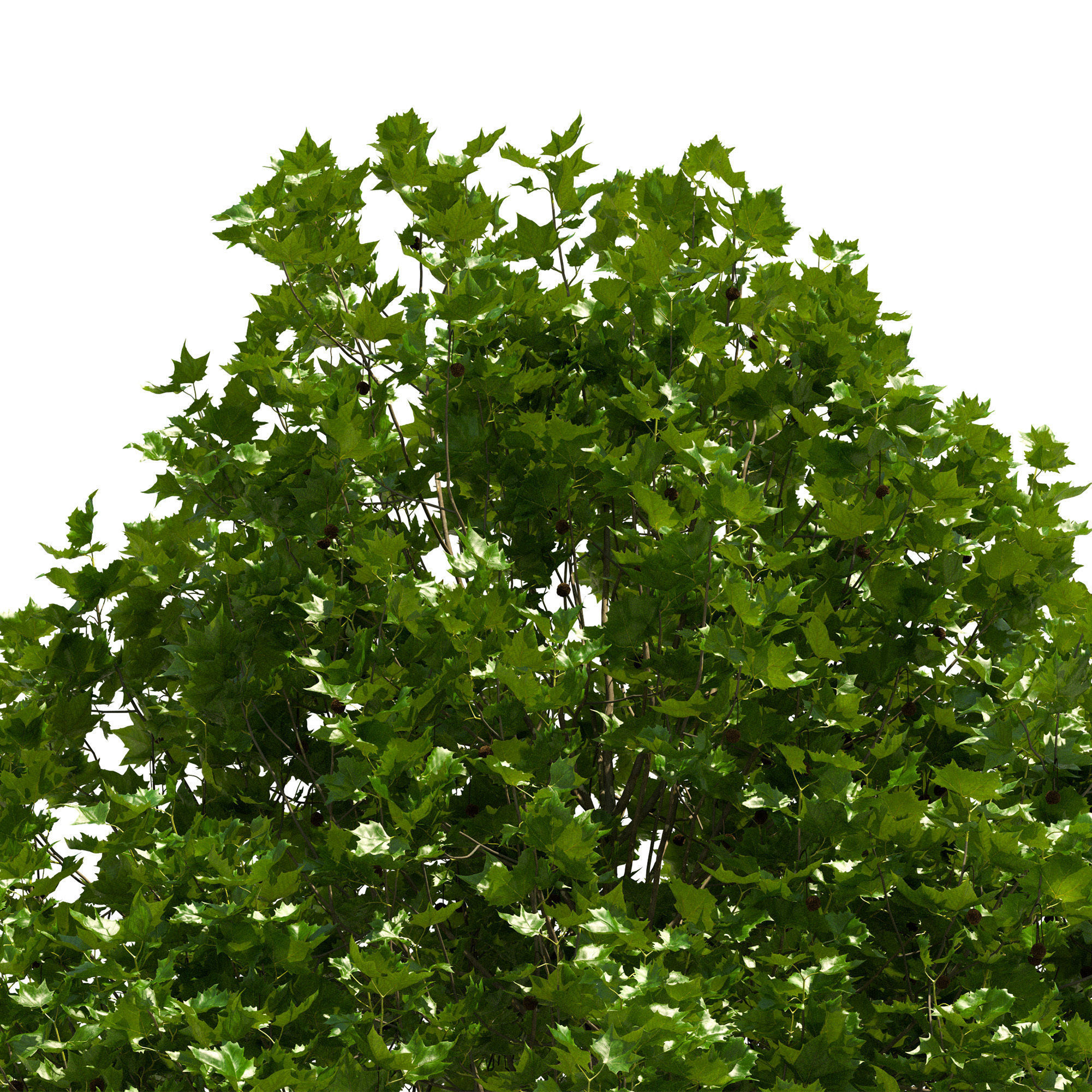 Platanus x hispanica 201SU V2 3D model_1