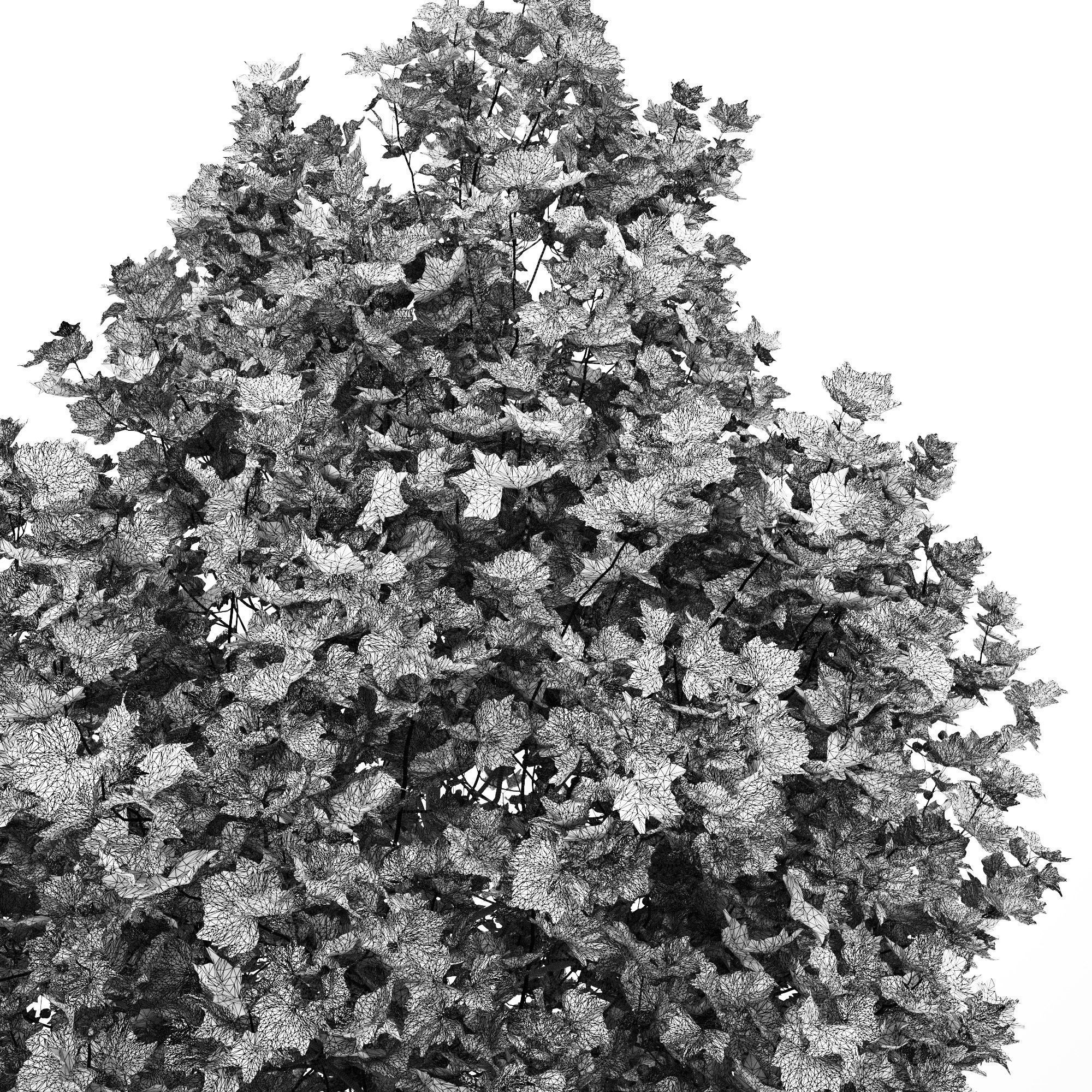 Platanus x hispanica 201SU V2 3D model_13