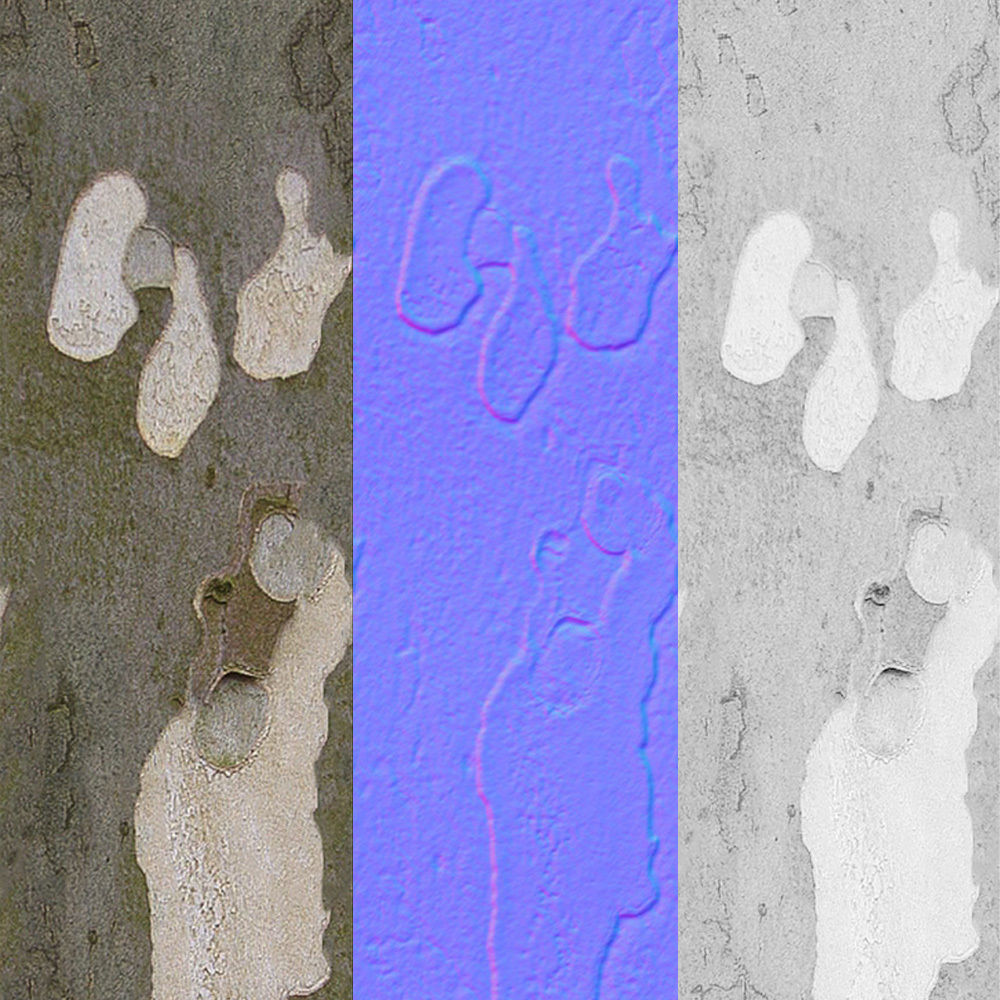 Platanus x hispanica 201SU V2 3D model_15