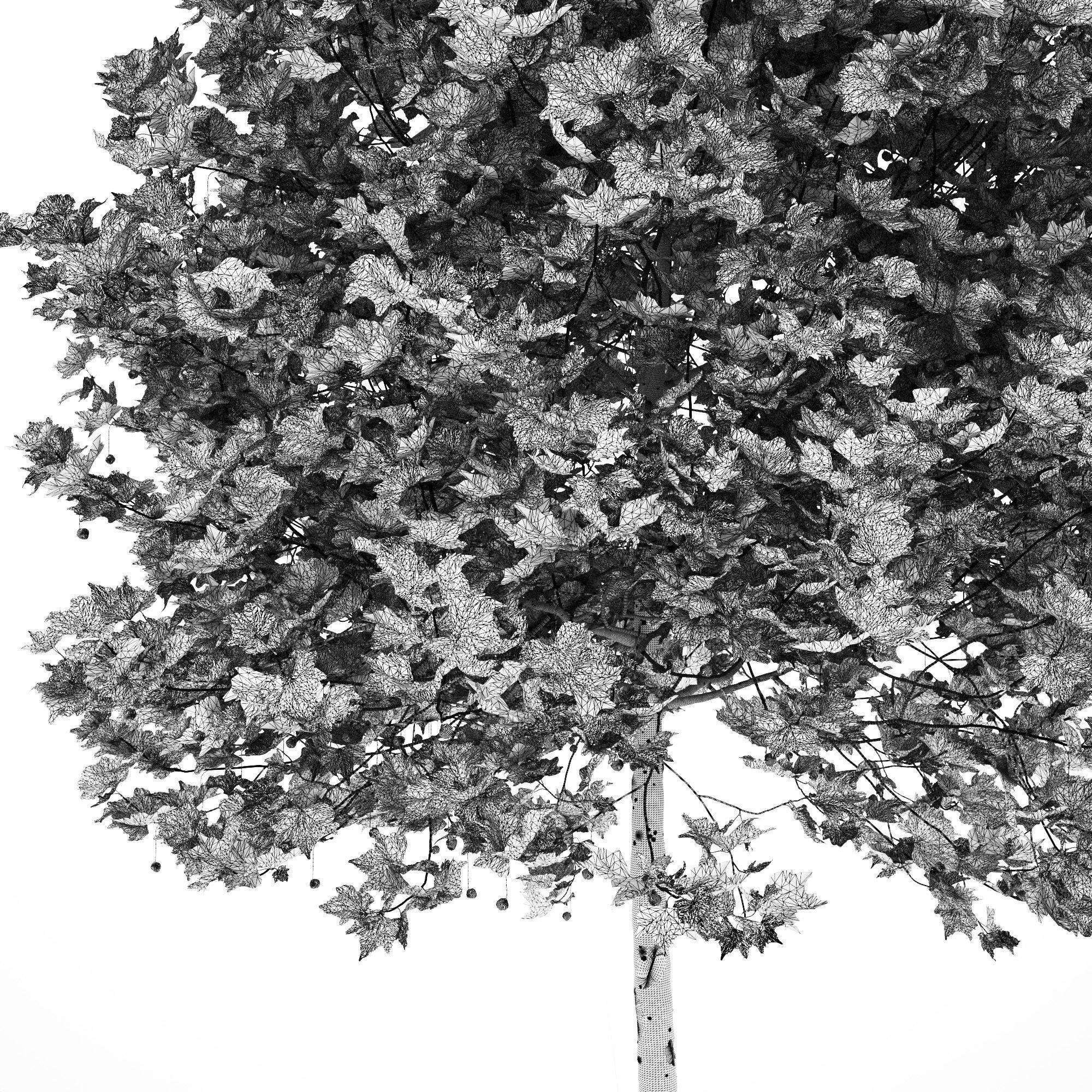 Platanus x hispanica 201SU V2 3D model_14