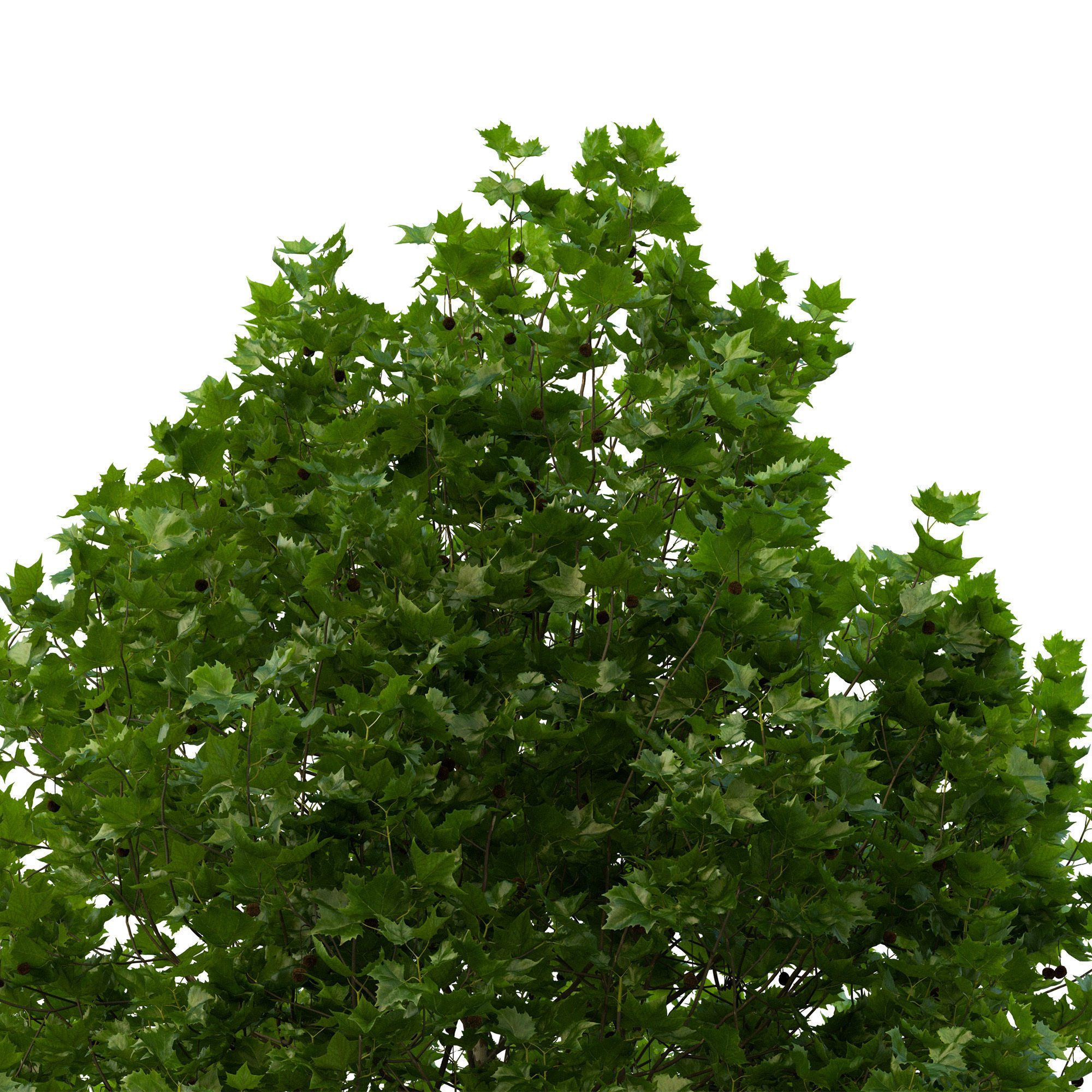 Platanus x hispanica 201SU V2 3D model_10