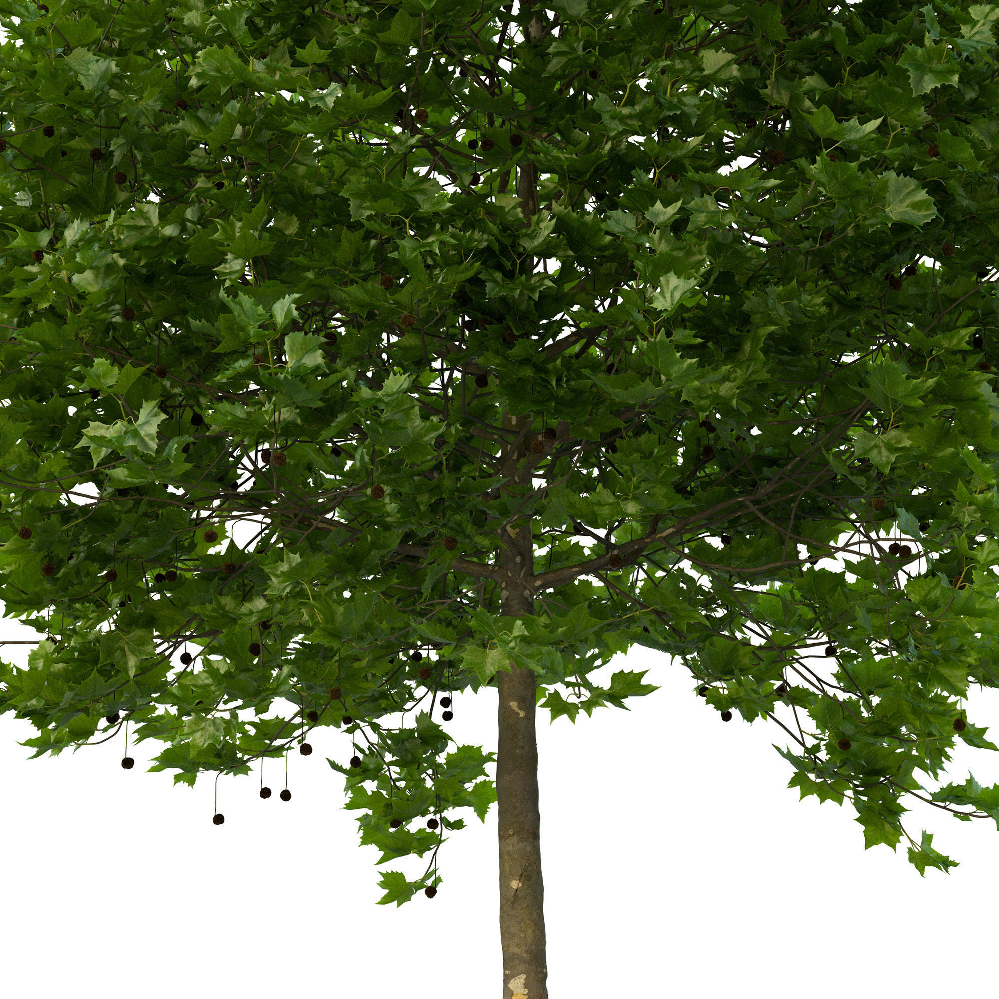 Platanus x hispanica 201SU V2 3D model_11