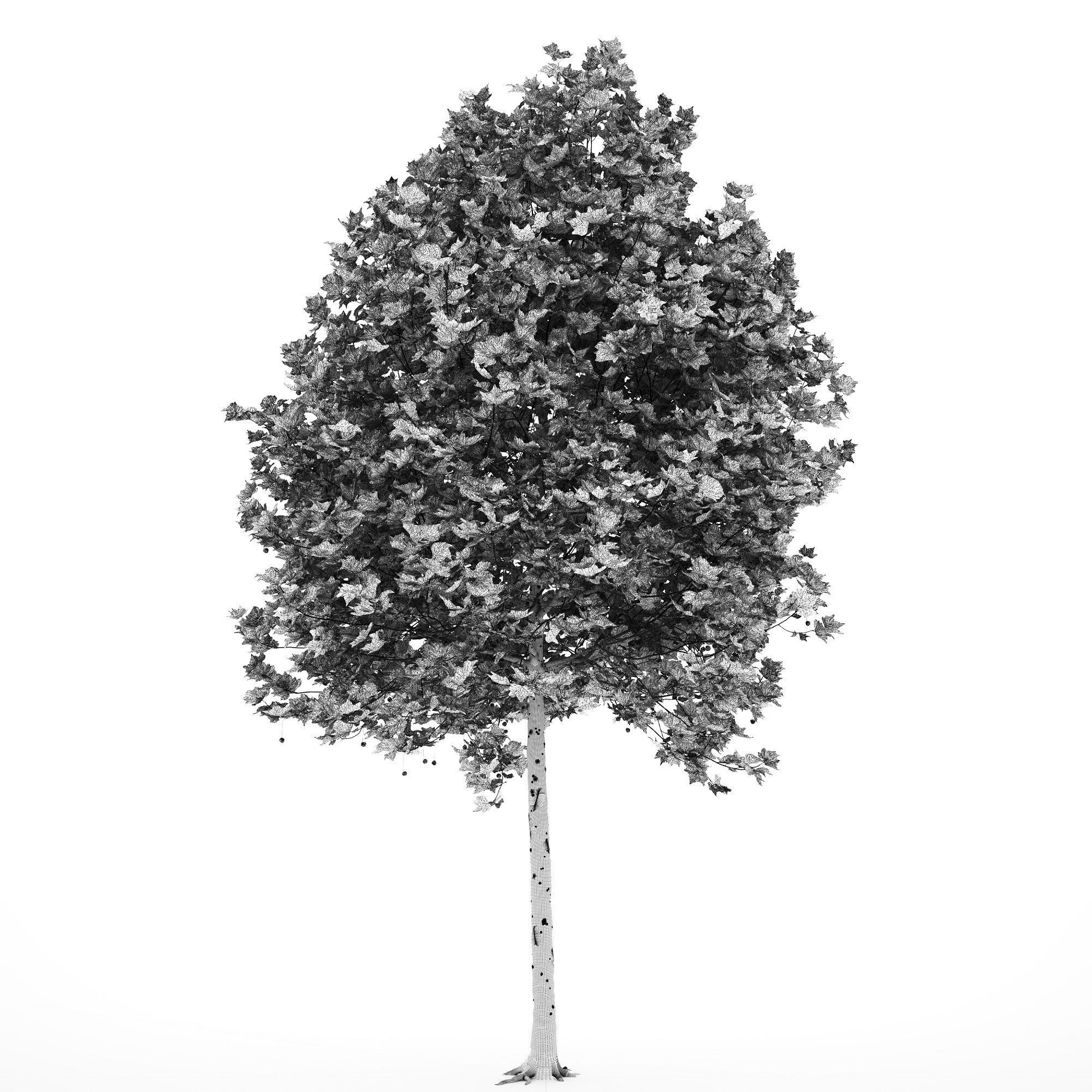 Platanus x hispanica 201SU V2 3D model_12
