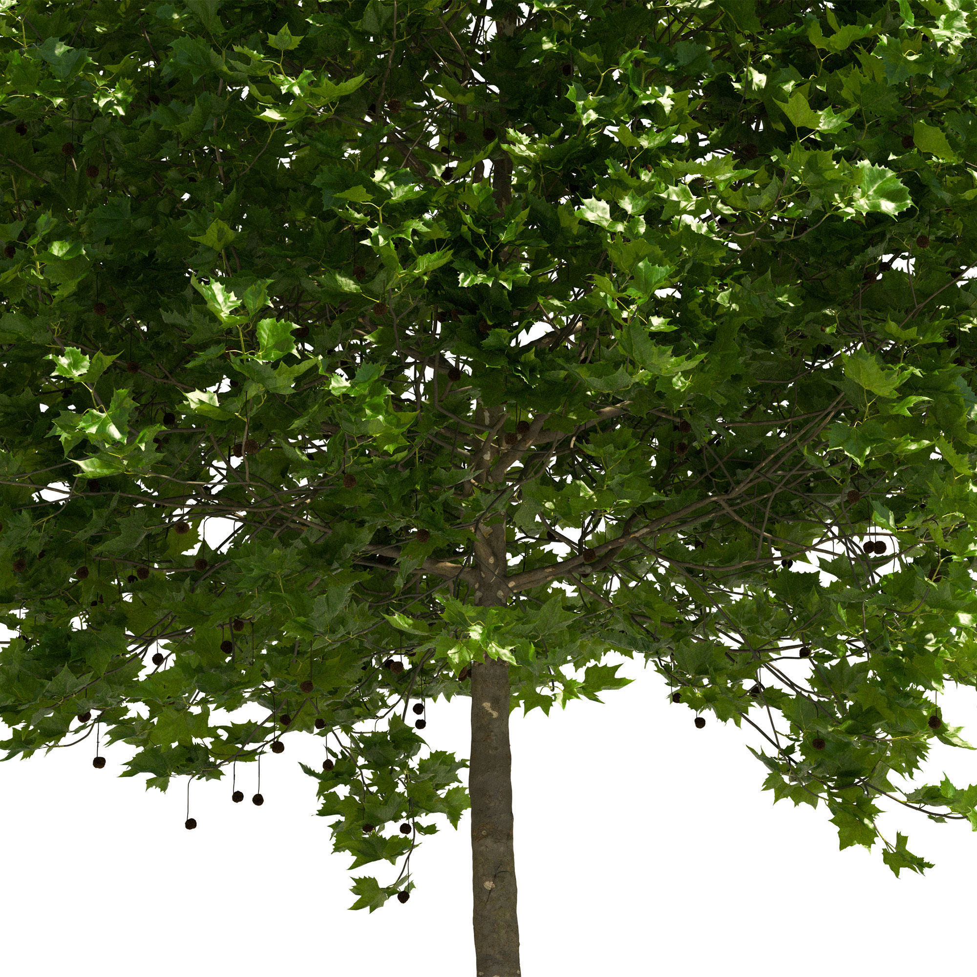 Platanus x hispanica 201SU V2 3D model_5
