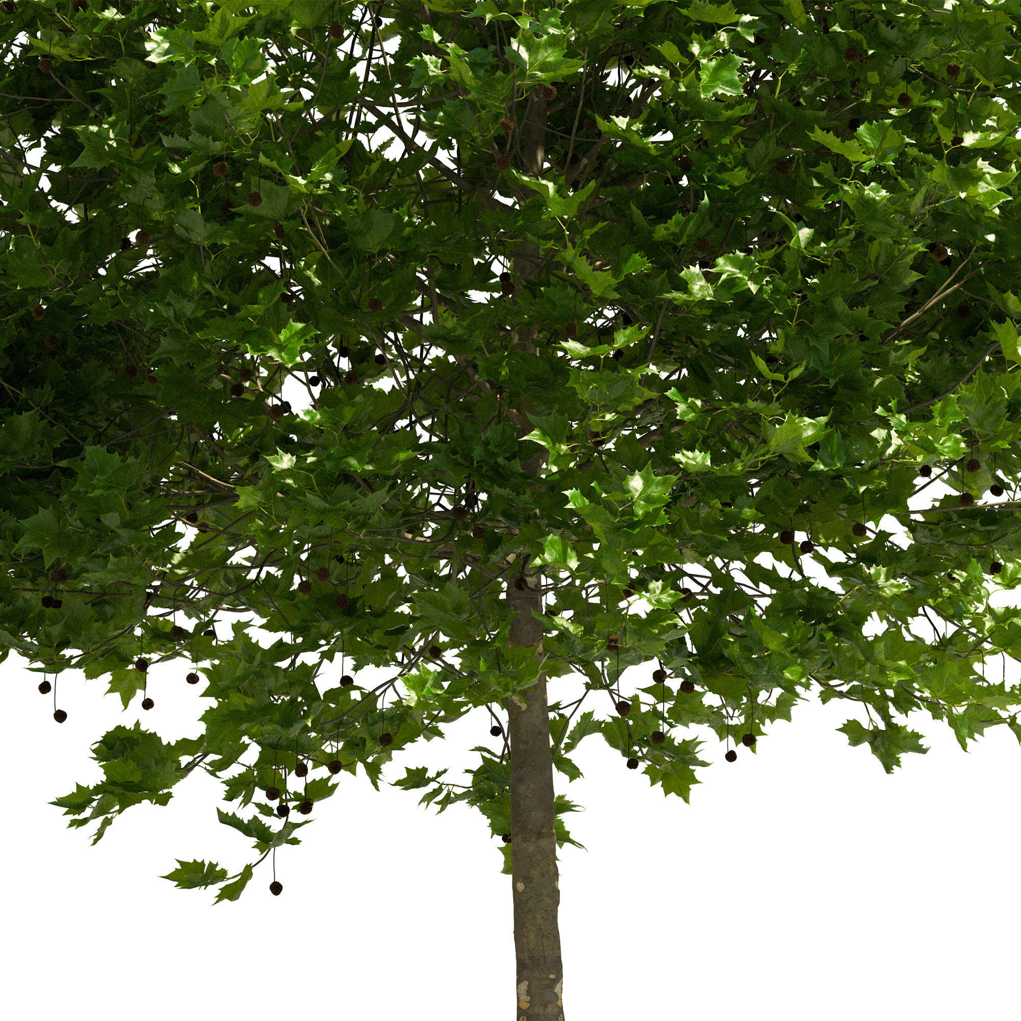 Platanus x hispanica 201SU V2 3D model_2