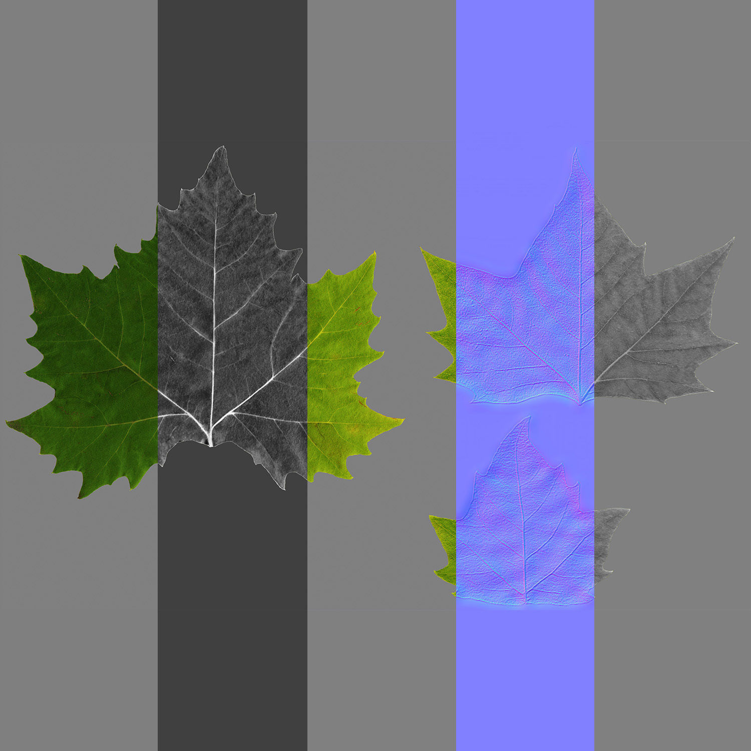 Platanus x hispanica 201SU V2 3D model_16