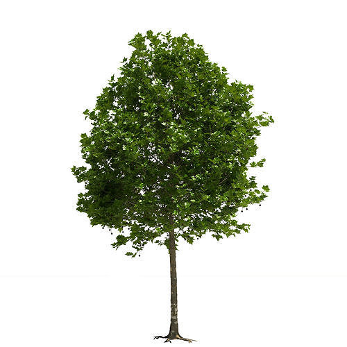 Platanus x hispanica 201SU V2 3D model