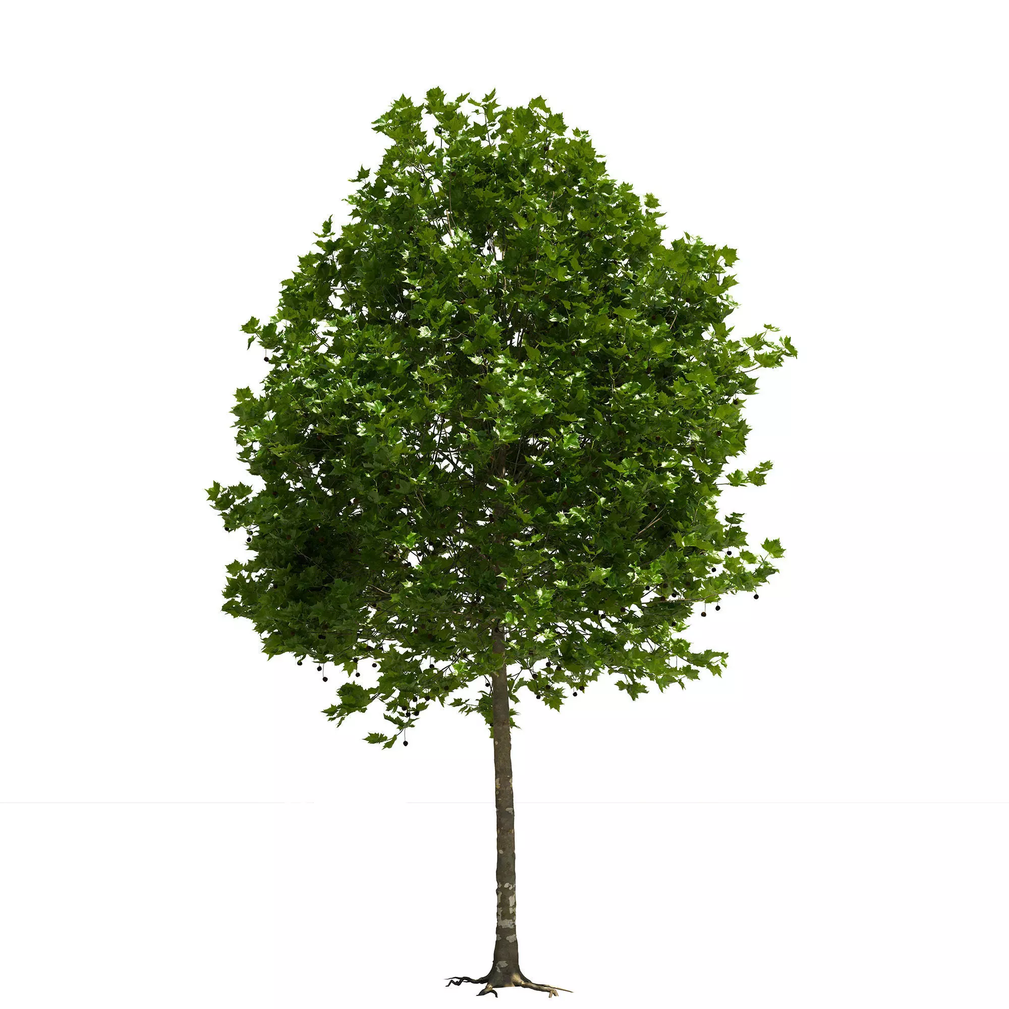 Platanus x hispanica 201SU V2 3D model_0