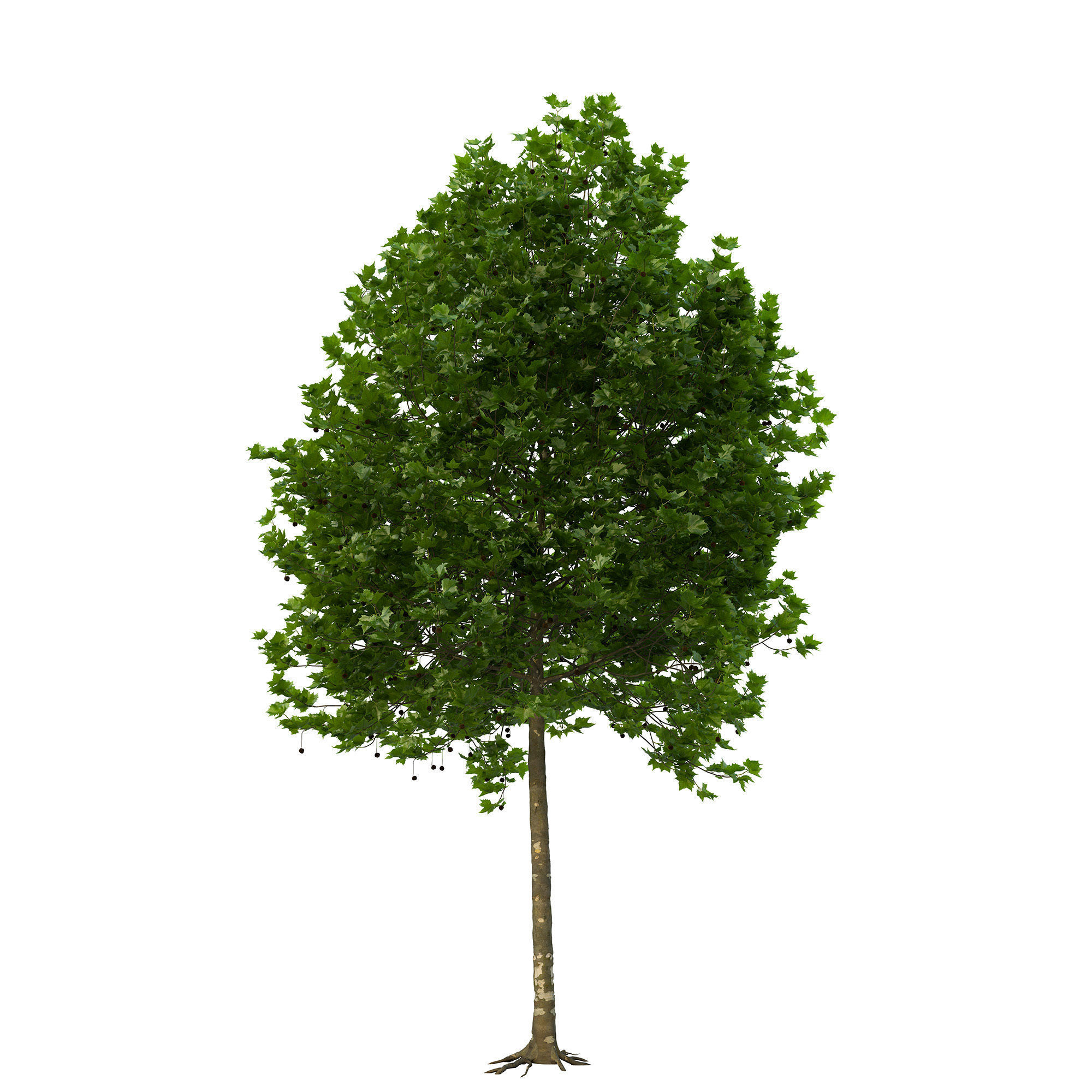 Platanus x hispanica 201SU V2 3D model_9