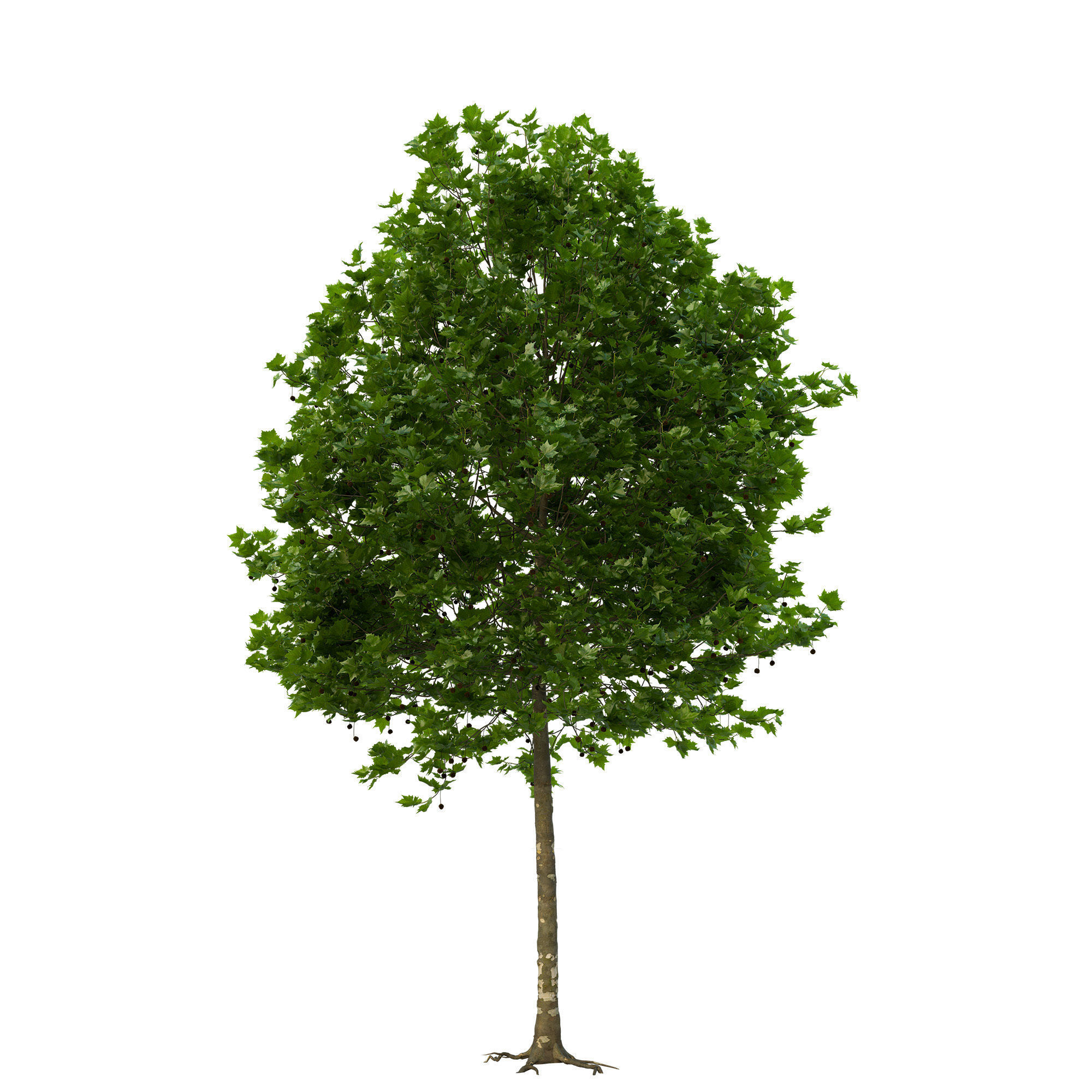 Platanus x hispanica 201SU V2 3D model_6
