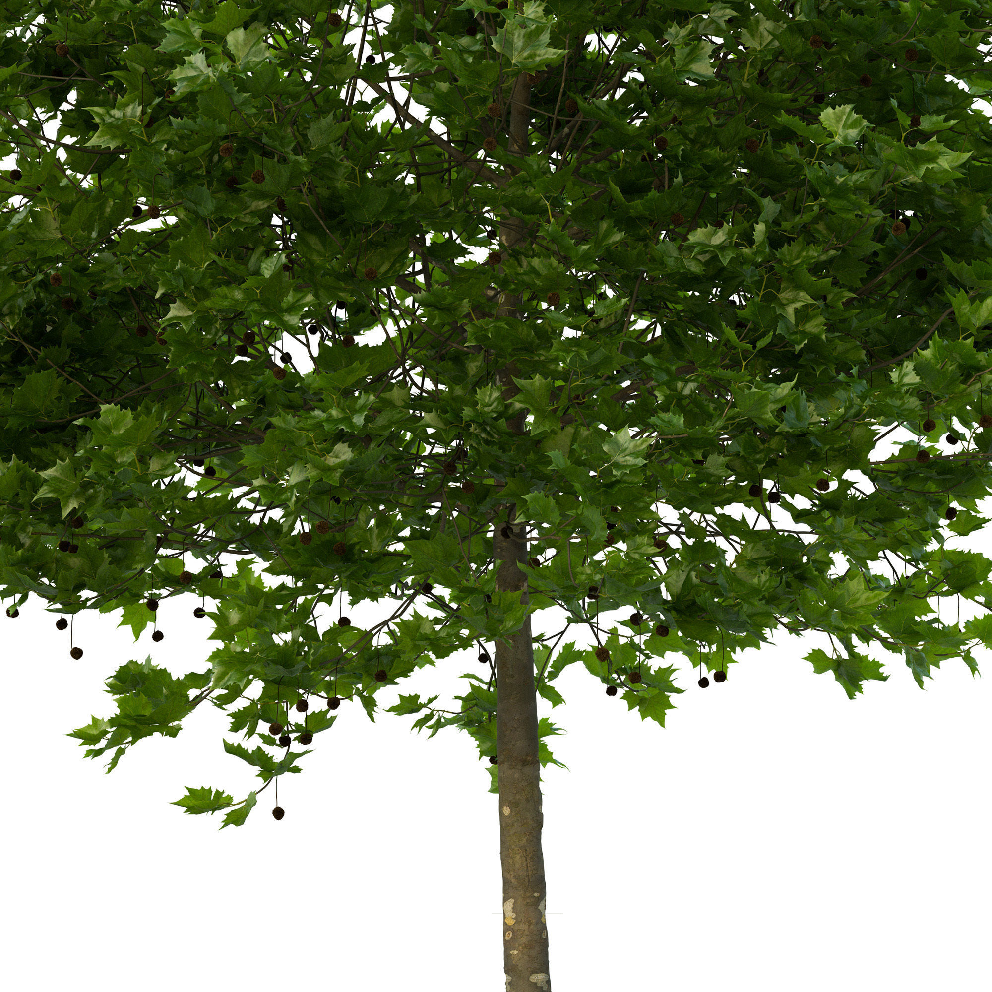 Platanus x hispanica 201SU V2 3D model_8